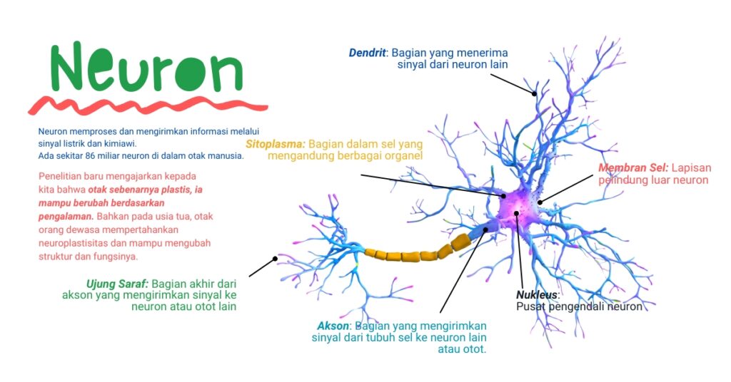 Apa itu Neurosains, dan Bagaimana Memahami Otak Kita